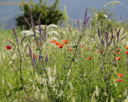 Wir streifen durch die ersten Blumenwiesen. Die stehen besonders im Juni in voller Blüte.