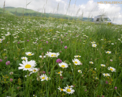 Über mehrere Wochen blühen die Wiesen. Besonders lange im Norden und in höheren Lagen, bevor die Hitze des Sommers diese vertrocknen lässt.