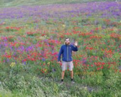 Auch unweit des Sewansees, auf 2.000 Metern Höhe, blüht es in Hülle und Fülle!