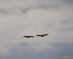 Gänsegeier ziehen morgens immer gemeinsam zur Nahrungssuche los. Wo wohl heute Aas zu finden ist?