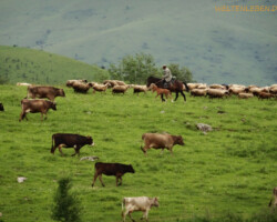Einer unserer späteren Freunde bei der Arbeit.