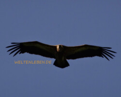 Gänsegeier haben eine Flügelspannweite von circa 2,50 Meter!