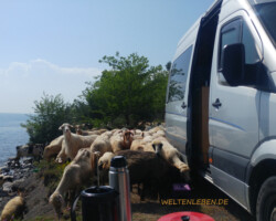 Freundlicher Besuch zur Kaffeezeit ;-)