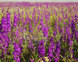 Einfach traumhaft schön...und fast bis zum Horizont!