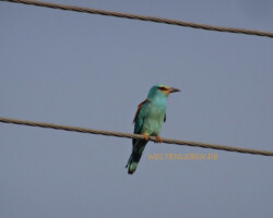 Eine ganz neue Entdeckung für uns: Die wunderschöne und seltene Blauracke! Sie ist auf alte Wälder und insektenreiche Wiesen angewiesen.
