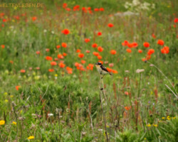 Es zwitschert und summt und brummt um uns herum.