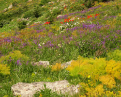 So viele Farben und unterschiedlichste Gewächse...