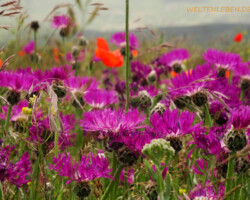 ...auf diesen Hochebenen!