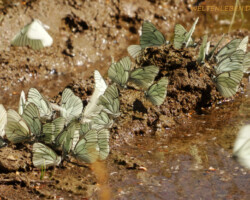 Unzählige Baumweißlinge laben sich an feuchten Stellen auf unbefestigten Wegen.