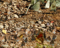 Schau doch mal, wie viele Arten und einzelne Lebewesen sich hier tummeln :-)