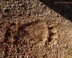...und diesen prächtigen Bärentatzenabdruck sehen wir unweit unseres Stellplatzes. Nächtlich passende Geräusche dazu inklusive!