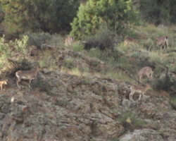 Mit bloßem Auge braucht es wirklich Übung und Konzentration, die Bezoarziegen im Hang gegenüber auszumachen.