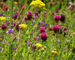 Trotz zunehmender Trockenheit, je weiter südlich wir kommen, gibt es immer wieder himmlisch leuchtende und duftende Blumen- und Kräuterwiesen!