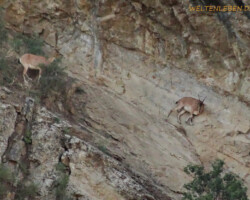 Meisterhafte Kletterer!