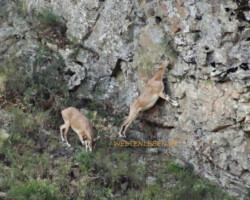 Die schmackhaftesten Leckerbissen liegen manchmal etwas höher, kein Problem!