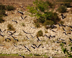 Abflug für einen Teil der Störche.