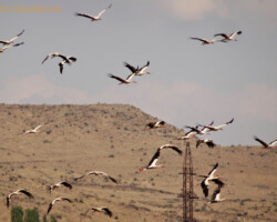 Immer höher tragen die Flügelschläge - teils direkt über unseren Köpfen.