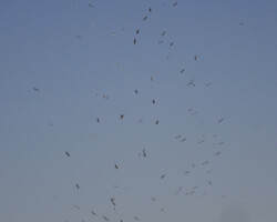 ...bis diese majestätisch großen Tiere nur noch kleine Punkte am Horizont darstellen.